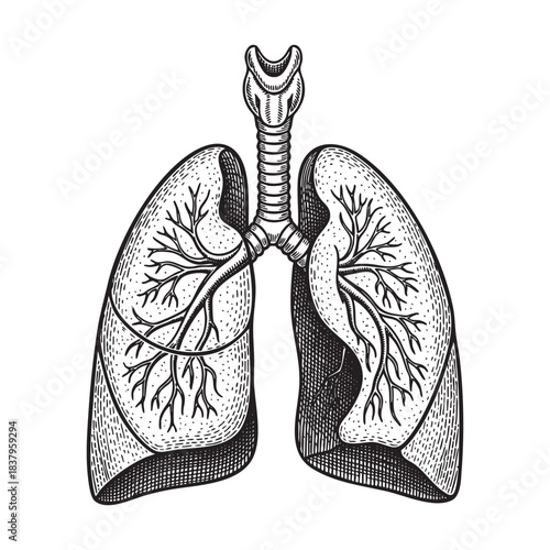 Anatomical Human Lungs Respiratory System Diagram