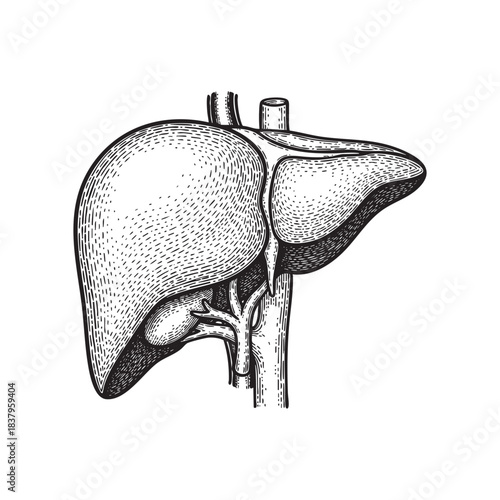 Human Liver and Gallbladder Anatomical Illustration