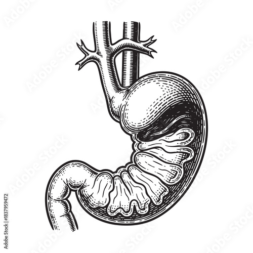 Anatomical Human Stomach Digestive Organ Vintage Illustration