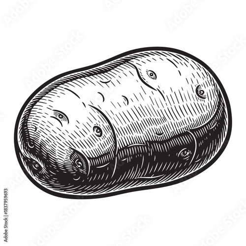 Raw Potato Tuber Vintage Engraving Style Illustration