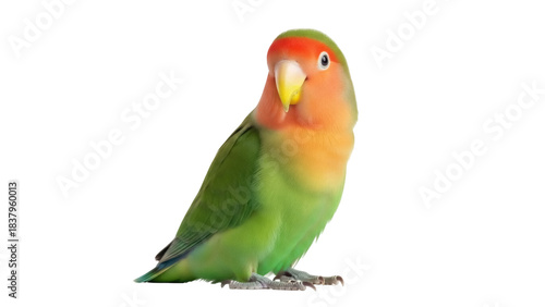 Isolated Lovebird standing, colorful and tropical, with green, orange and yellow feathers