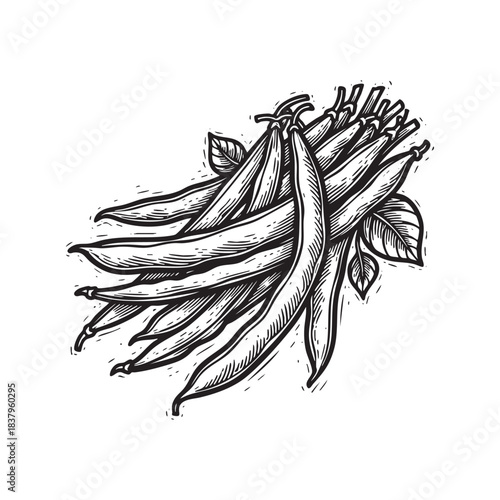 Bunch of Fresh Green Beans Vintage Engraving Art