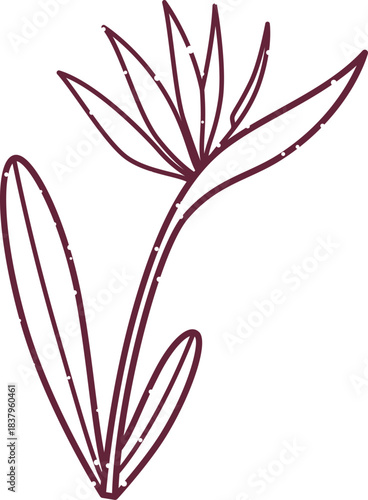 Bird of Paradise Flower