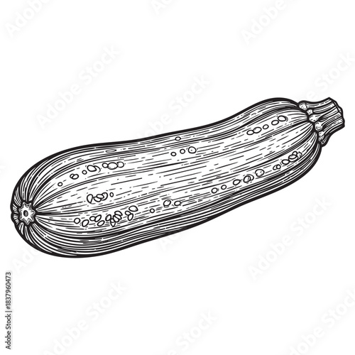 Fresh Zucchini Squash Vintage Engraving Style