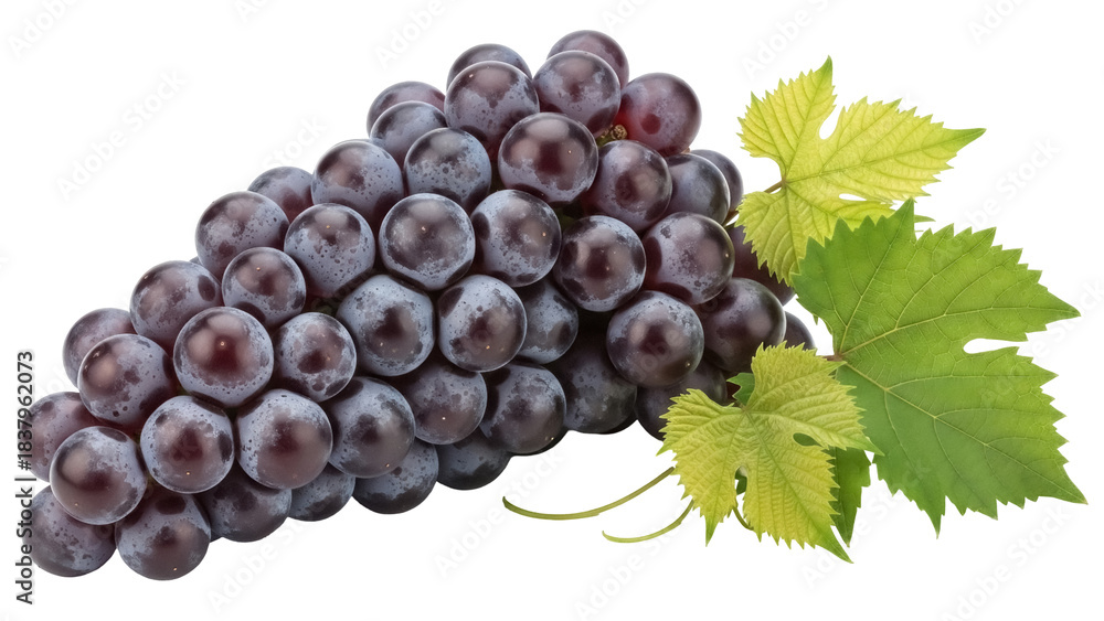 Fototapeta premium Isolated bunch of ripe dark grapes with fresh green leaves against a clean backdrop