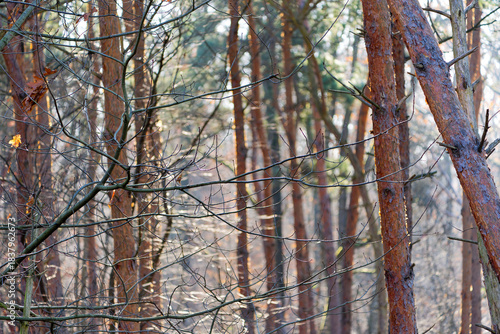 Close-up of idyllic woodland at German village of Zeppelinheim on a sunny autumn day. Photo taken November 22nd, 2025, Frankfurt am Main, Germany.