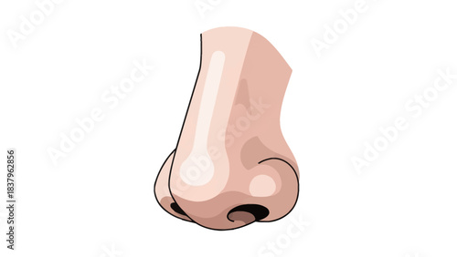 Cartoon nose with highlights and shadows