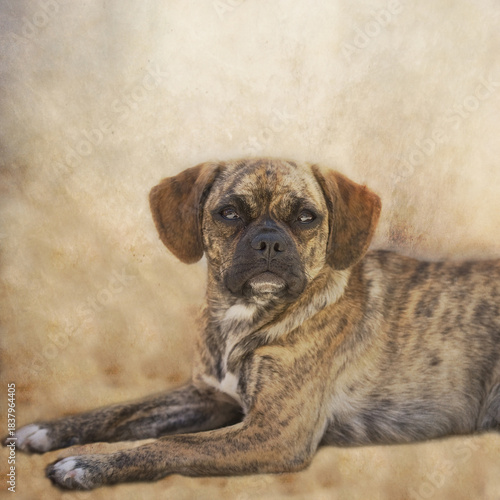 Porträt eines Puggle