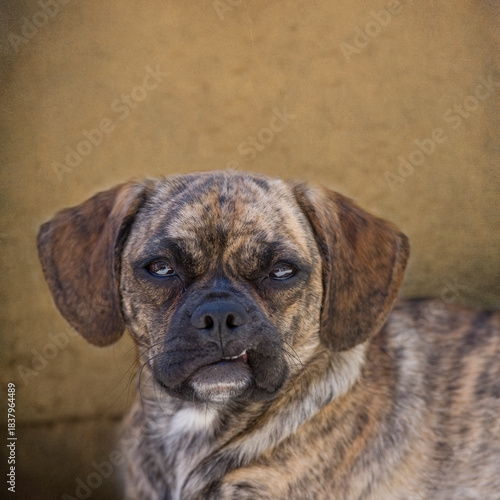 Porträt eines Puggle