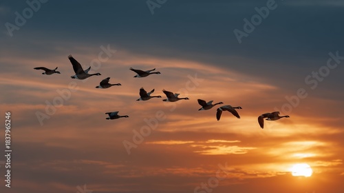 Wallpaper Mural Silhouette of geese in flight across a vibrant orange sunset sky, capturing the essence of nature's serene beauty. Torontodigital.ca