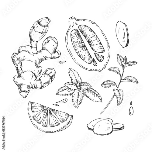 Ginger, mint and lemon set of vector illustration. Hand-drawn ink sketches. Design elements for drink labels, menus, and recipes.