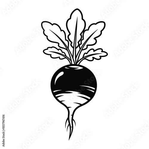 Black and White Radish Illustration root vegetable