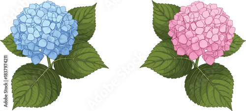 Blue and pink hydrangea flowers bloom set with green leaves isolated on white background beautiful decorative garden spring summer botanical design