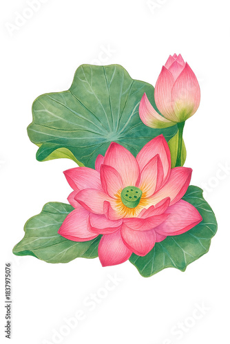 pink lotus flower