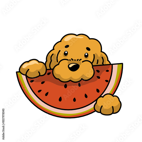 Cute fluffy dog happily eating a big slice of watermelon.