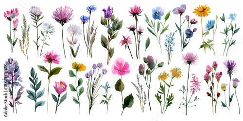 Collection of delicate watercolor wildflowers and blossoms in various colors and shapes