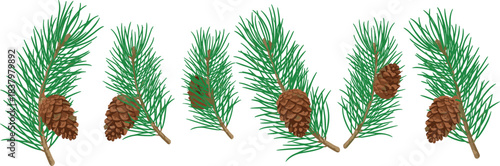 Pine tree branches and cones, winter forest natural green decorative illustration, holiday season and New Year celebration background element, isolated vector image on white.
