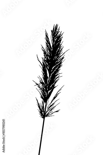 Detailed silhouette of a single tall grass stem against a white background, perfect for botanical prints, herbal illustrations, nature wallpapers, stencil designs, craft projects, and minimalist.
