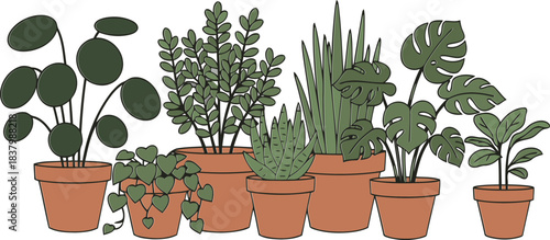 A charming arrangement of various popular potted houseplants creates beautiful natural home decor