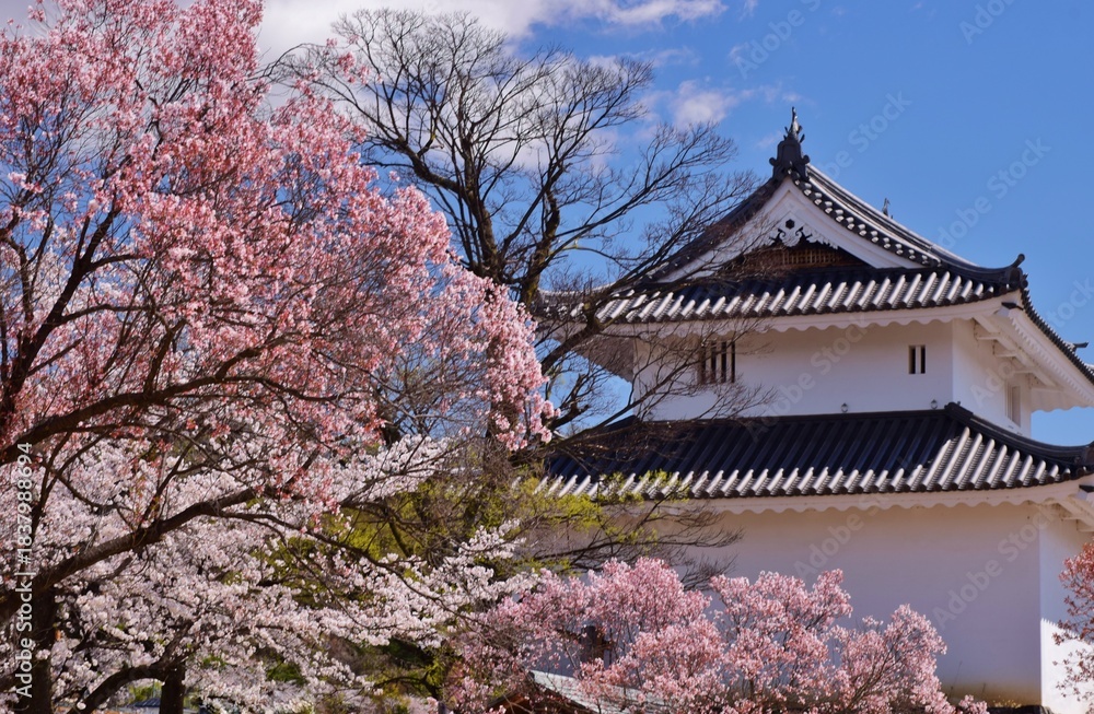 Fototapeta premium 満開の桜につつまれる舞鶴城
