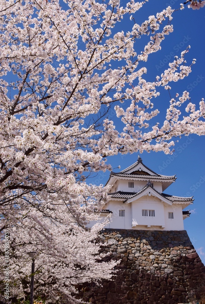 Fototapeta premium 満開の桜につつまれる舞鶴城