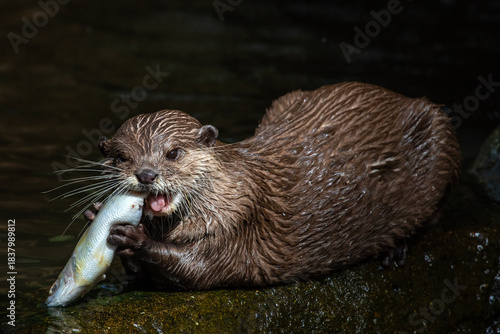 Otter Eating a Fish