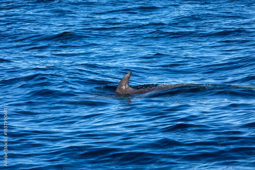 Fototapeta premium Bottlenose Dolphin in the Atlantic Ocean