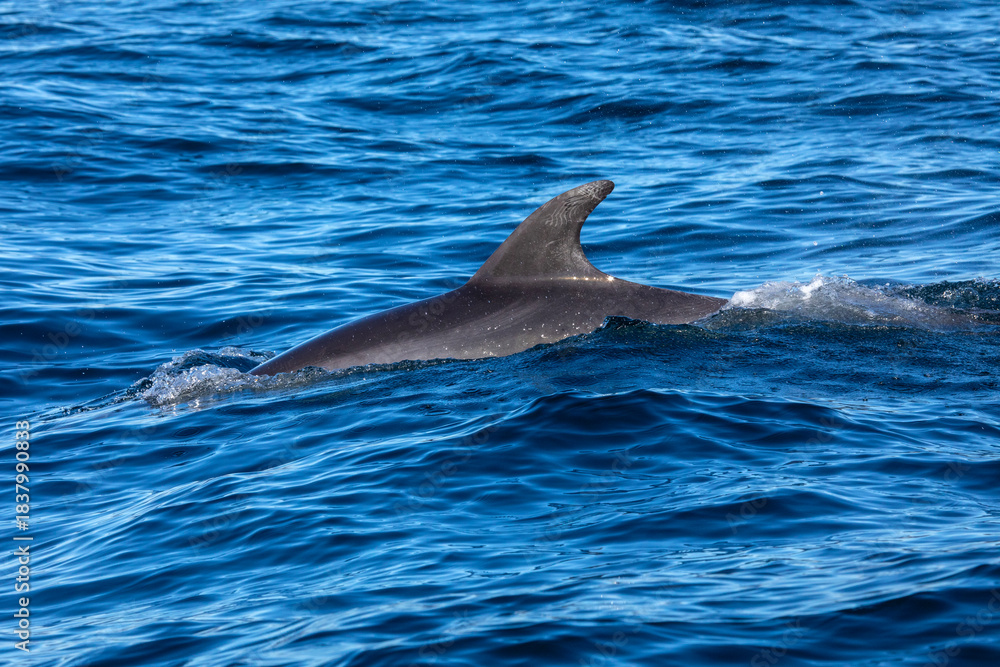Obraz premium Bottlenose Dolphin in the Atlantic Ocean