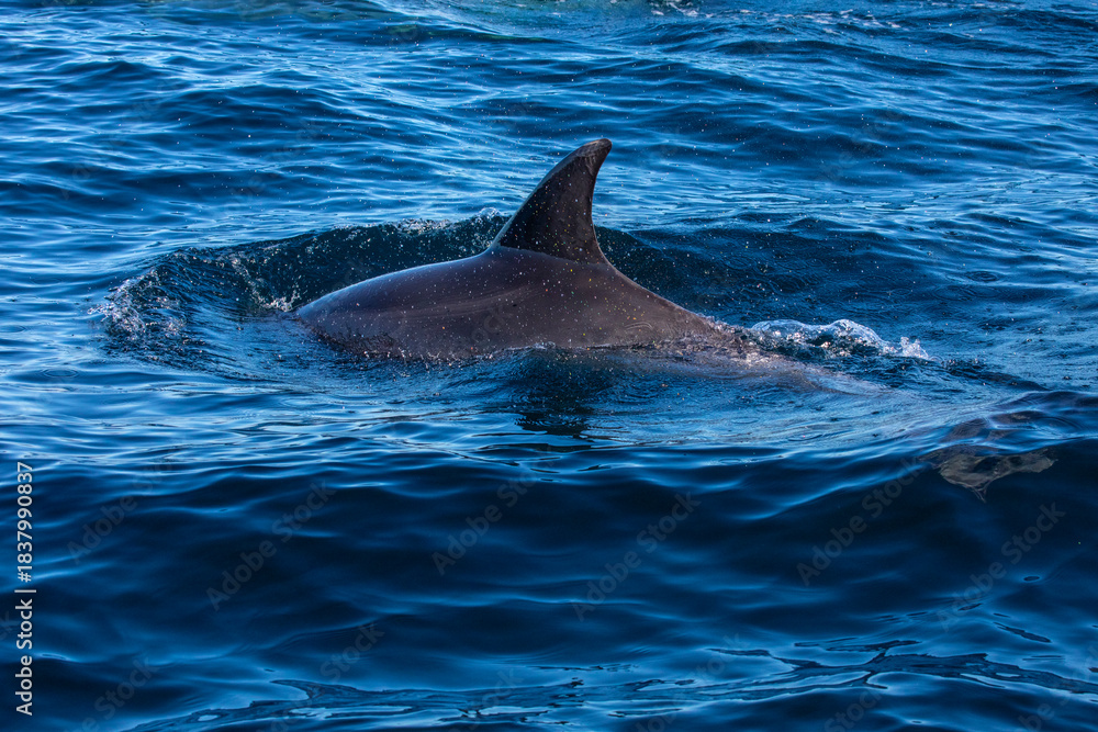 Fototapeta premium Bottlenose Dolphin in the Atlantic Ocean
