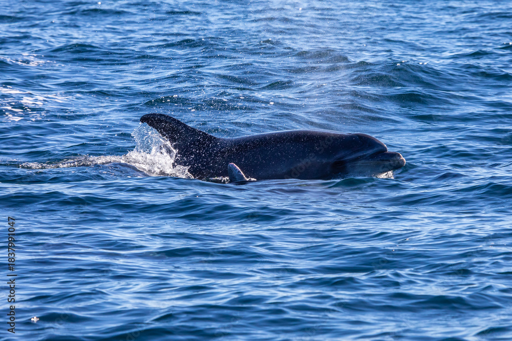 Naklejka premium Bottlenose Dolphin in the Atlantic Ocean