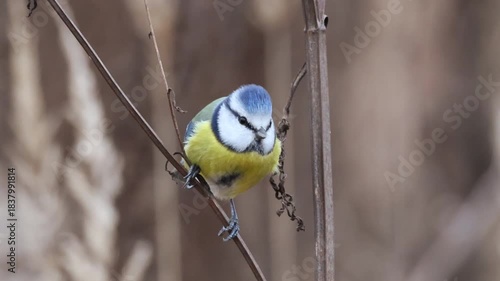 Close-up of a blue tit perched on a dry plant stem, facing the camera lens on a cloudy autumn day.