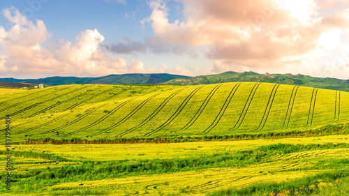 Fototapeta Naklejka Na Ścianę i Meble -  beautiful summer season golden field with yellow and green wheat and rows after agricultural farming. Rural landscape of sunset or sunrise field before harvest.
