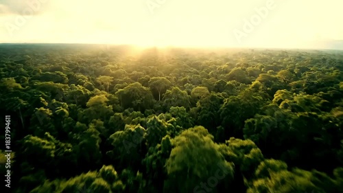 Golden sunrise bathes vast, dense rainforest canopy in a sweeping aerial view. Fresh light and greens celebrate untouched nature, a tranquil new day's awakening