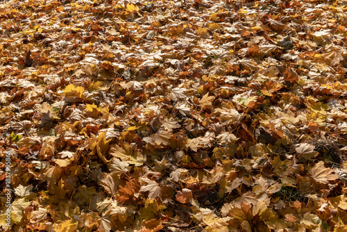 Warm-toned autumn leaves scattered on the ground in a natural setting, a seasonal texture reminiscent of the foliage and colors of the forest, an atmosphere rich in nuances of color. web news, events