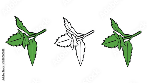 Illustration of three leaf sprigs one in outline and two in full color