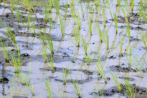 green rice field as nature background