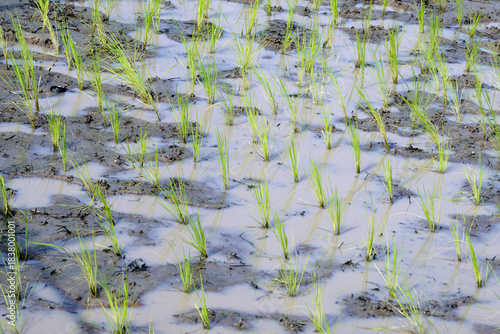 green rice field as nature background