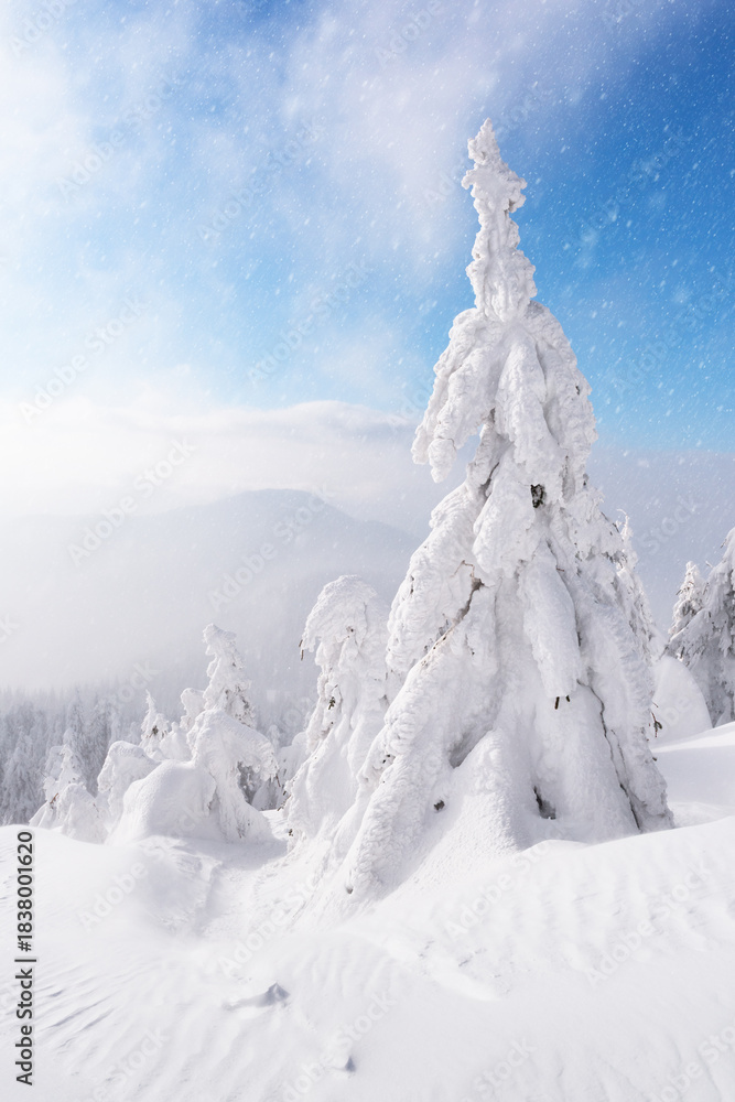Fototapeta premium Tall winter trees covered with snow under clear sky. Snowy mountain landscape with pristine frozen nature