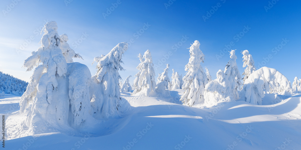 Fototapeta premium Sunny winter mountain landscape with frozen trees in deep snow. Bright snowy panorama in clear alpine weather