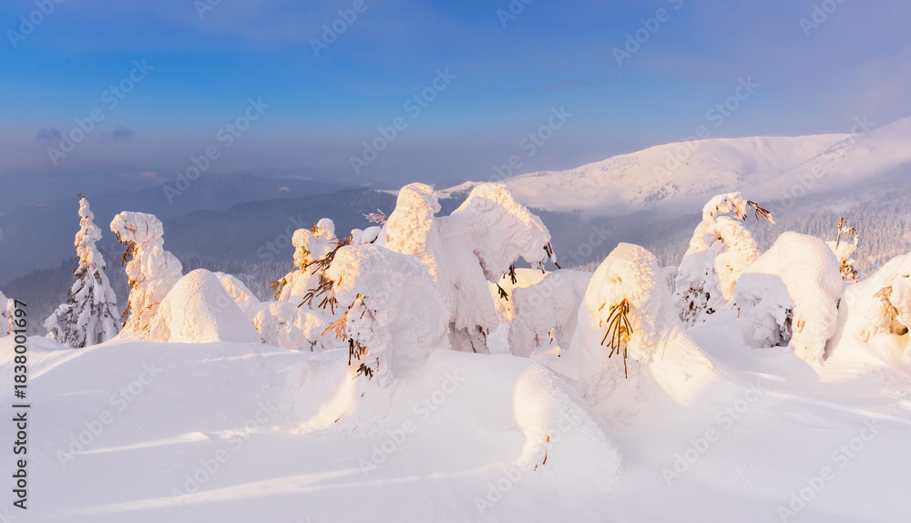 Fototapeta premium Snowy winter trees glowing in warm sunset light on a mountain hill. Winter landscape with beautiful snow covered nature