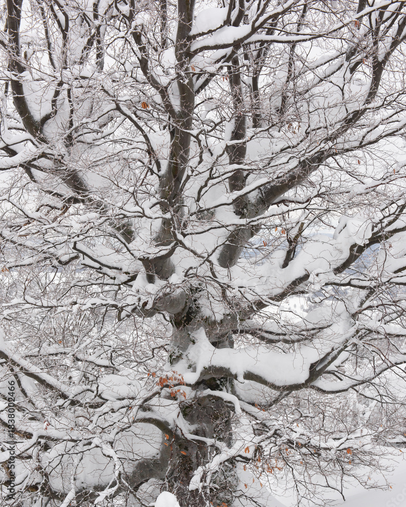 Fototapeta premium Close up view of winter beech tree branches covered with fresh snow. Natural snowy texture in cold frozen landscape