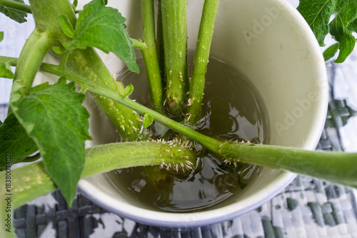 Valokuva Top view of tomato side-shoots or suckers developing roots in vase of water