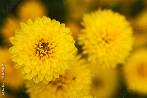 Wallpaper Mural Chrysanthemums. Yellow chrysanthemums. Yellow flowers. Chrysanthemums are long-livers of the garden. Torontodigital.ca