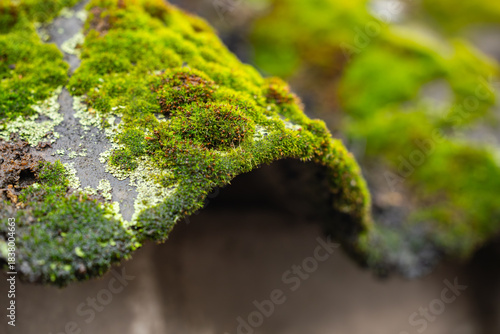 Wallpaper Mural green mosses algae grass on aged old roof tile Torontodigital.ca