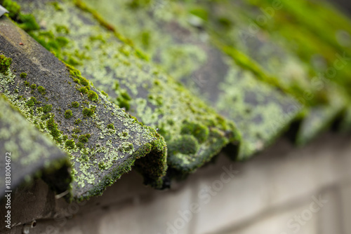 Old rough tiles roof overgrown with moss