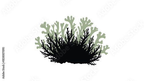 A delicate botanical illustration of branching green seaweed or algae on white