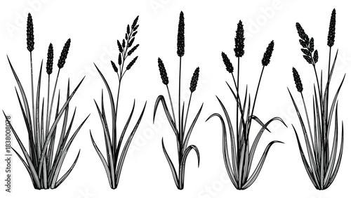 A detailed illustration featuring various types of grasses and their seed heads