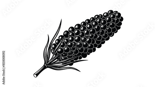 A detailed illustration of a single ear of corn with dark kernels