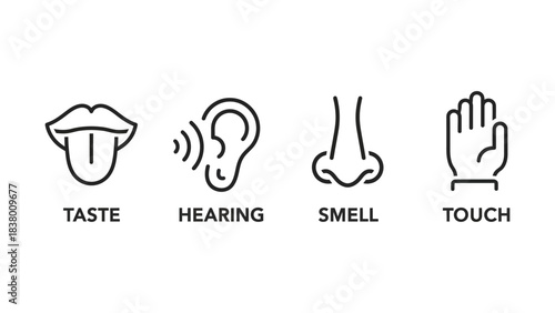 Understanding the five senses taste hearing smell touch sight