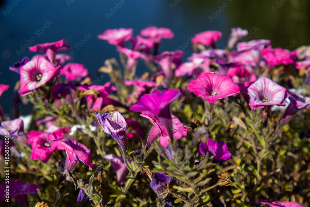 Fototapeta premium violet flowers in the garden